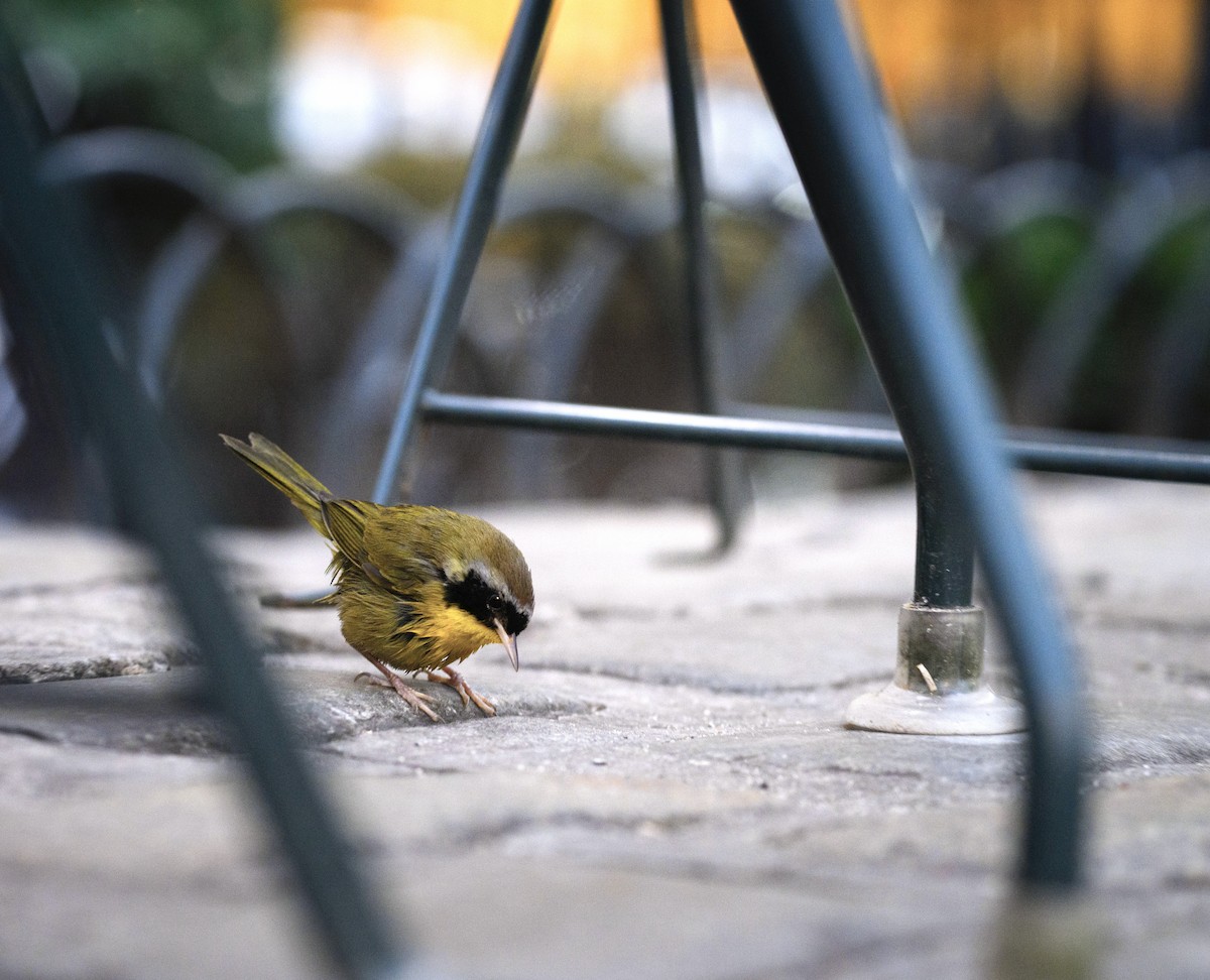 Common Yellowthroat - ML628458903