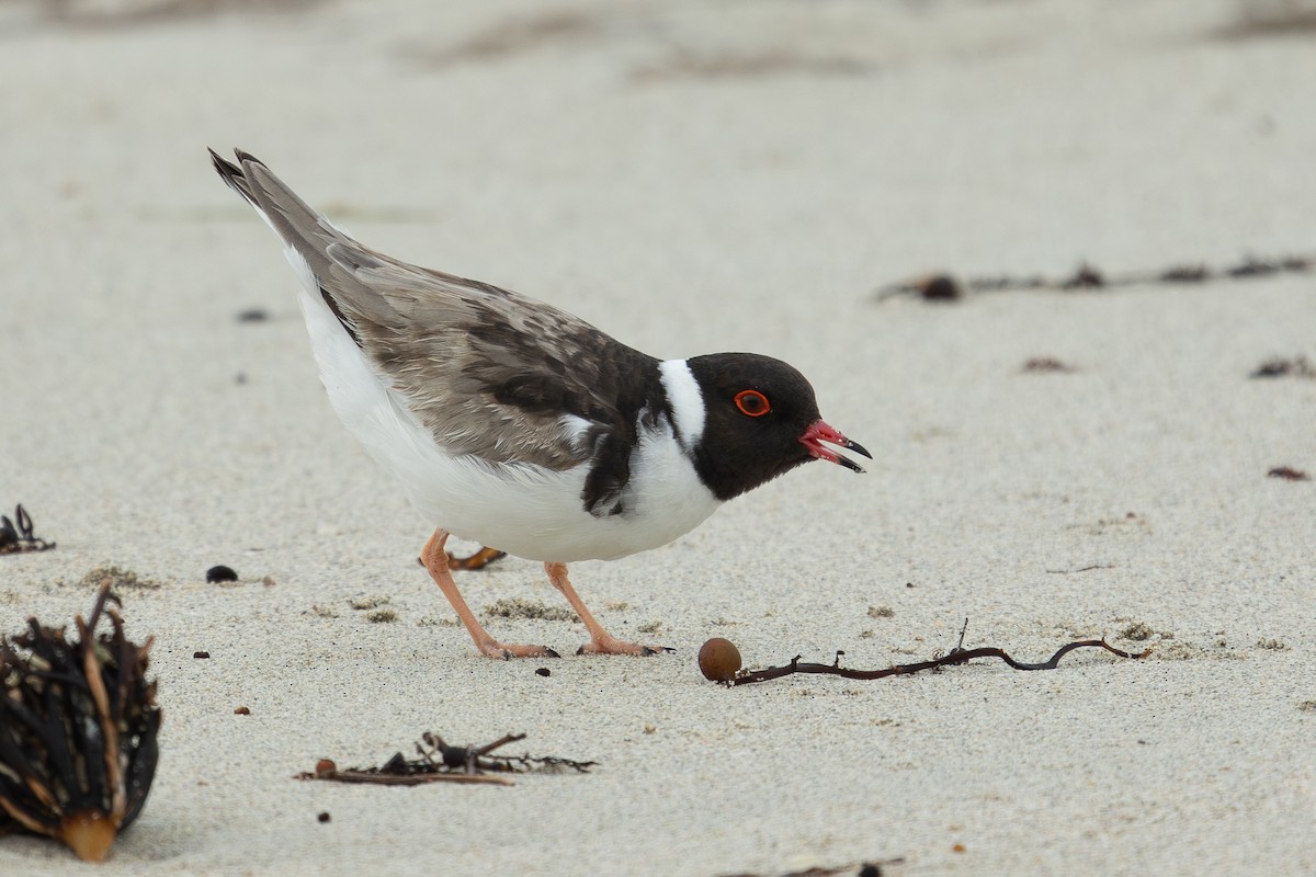 Hooded Plover - ML628458994