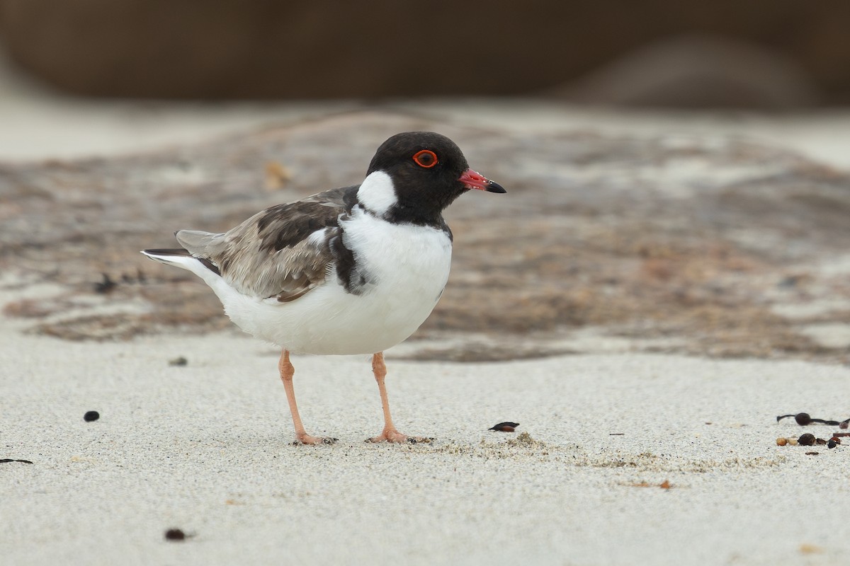 Hooded Plover - ML628458995