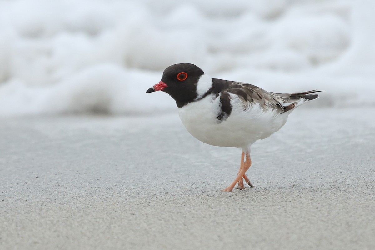 Hooded Plover - ML628459004