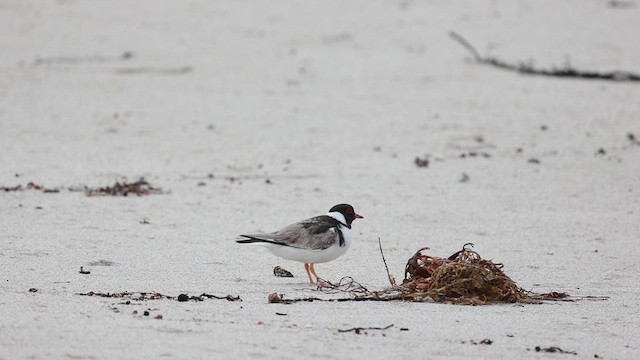 Hooded Plover - ML628459026