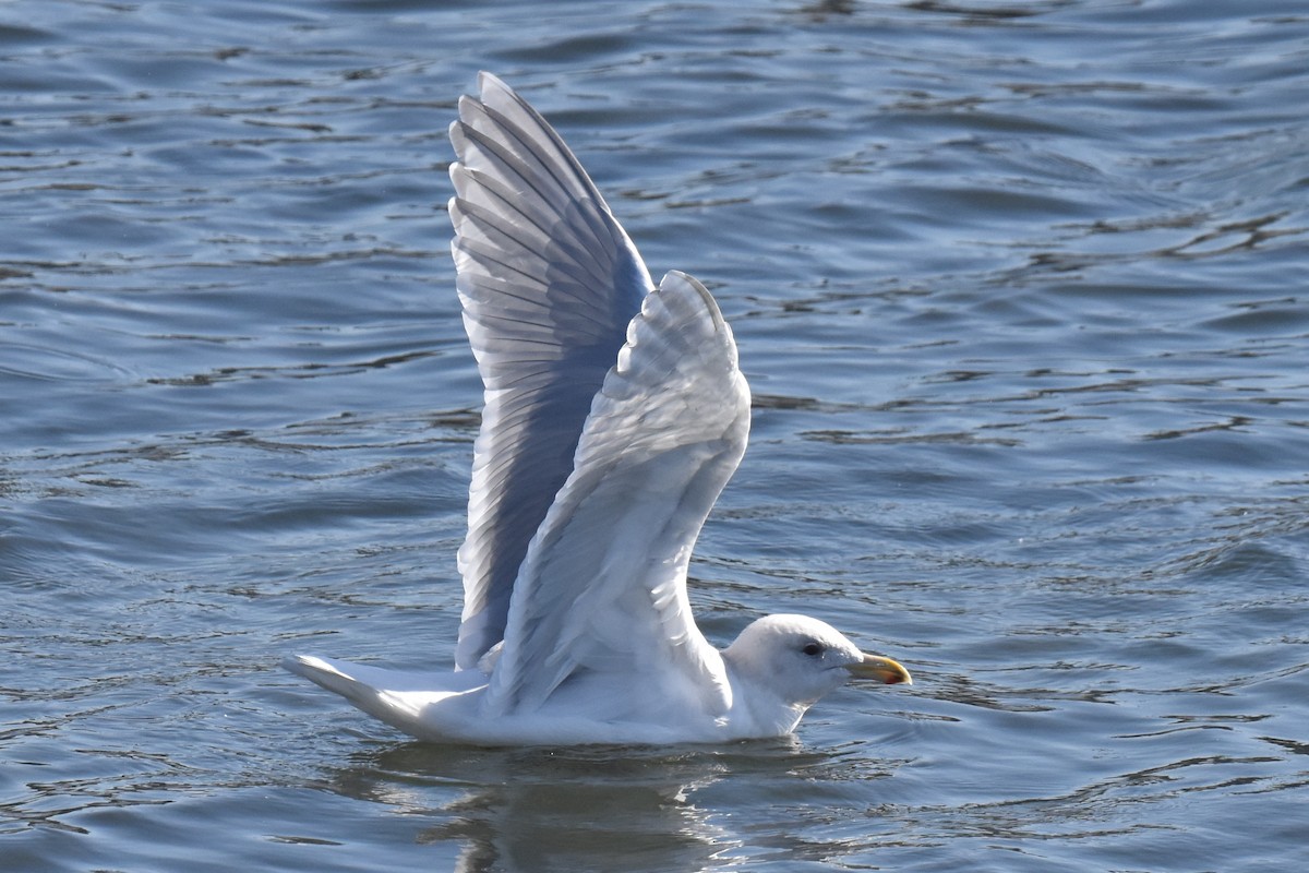 Glaucous-winged Gull - ML628459071