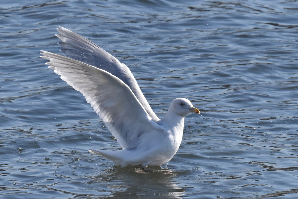 Glaucous-winged Gull - ML628459072