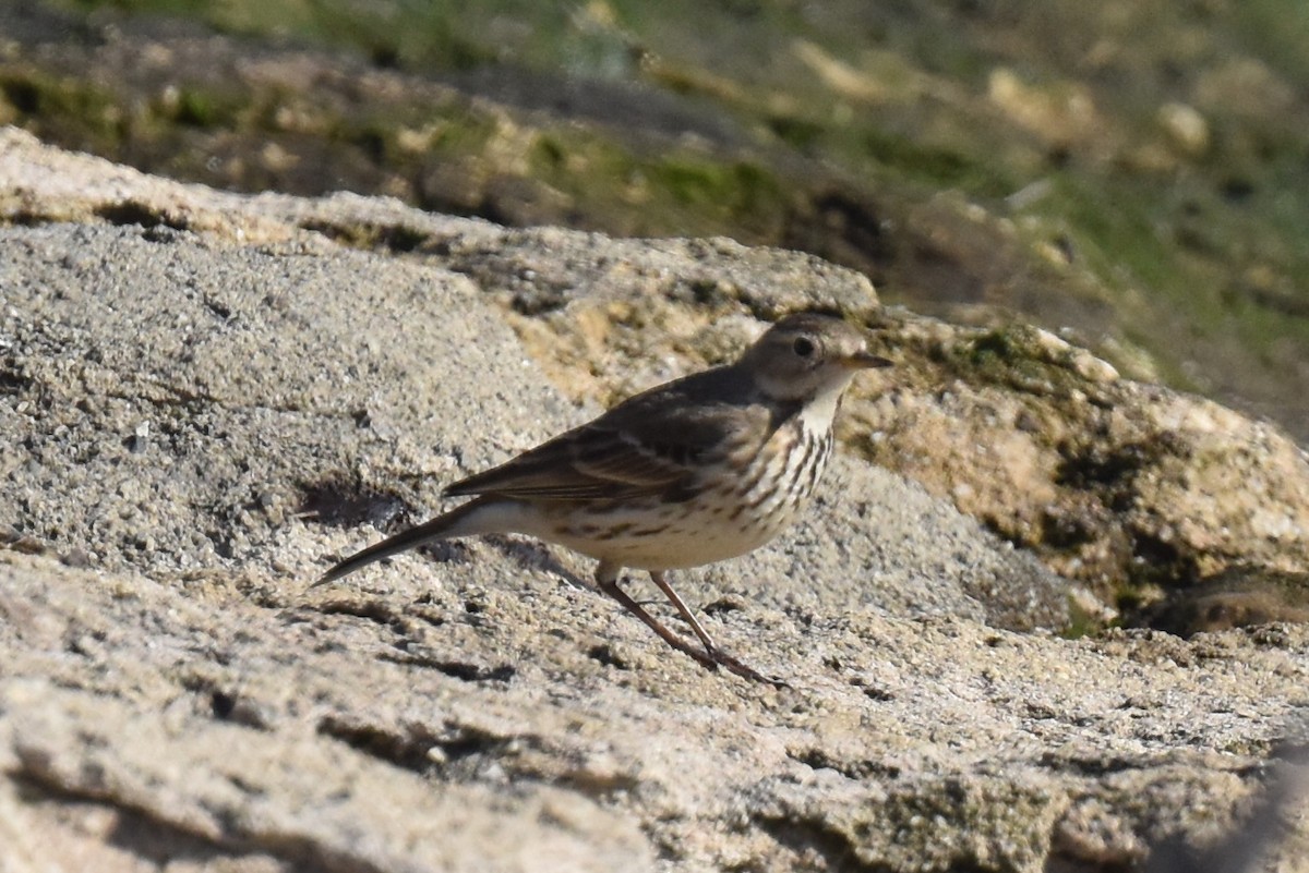 American Pipit - ML628459076