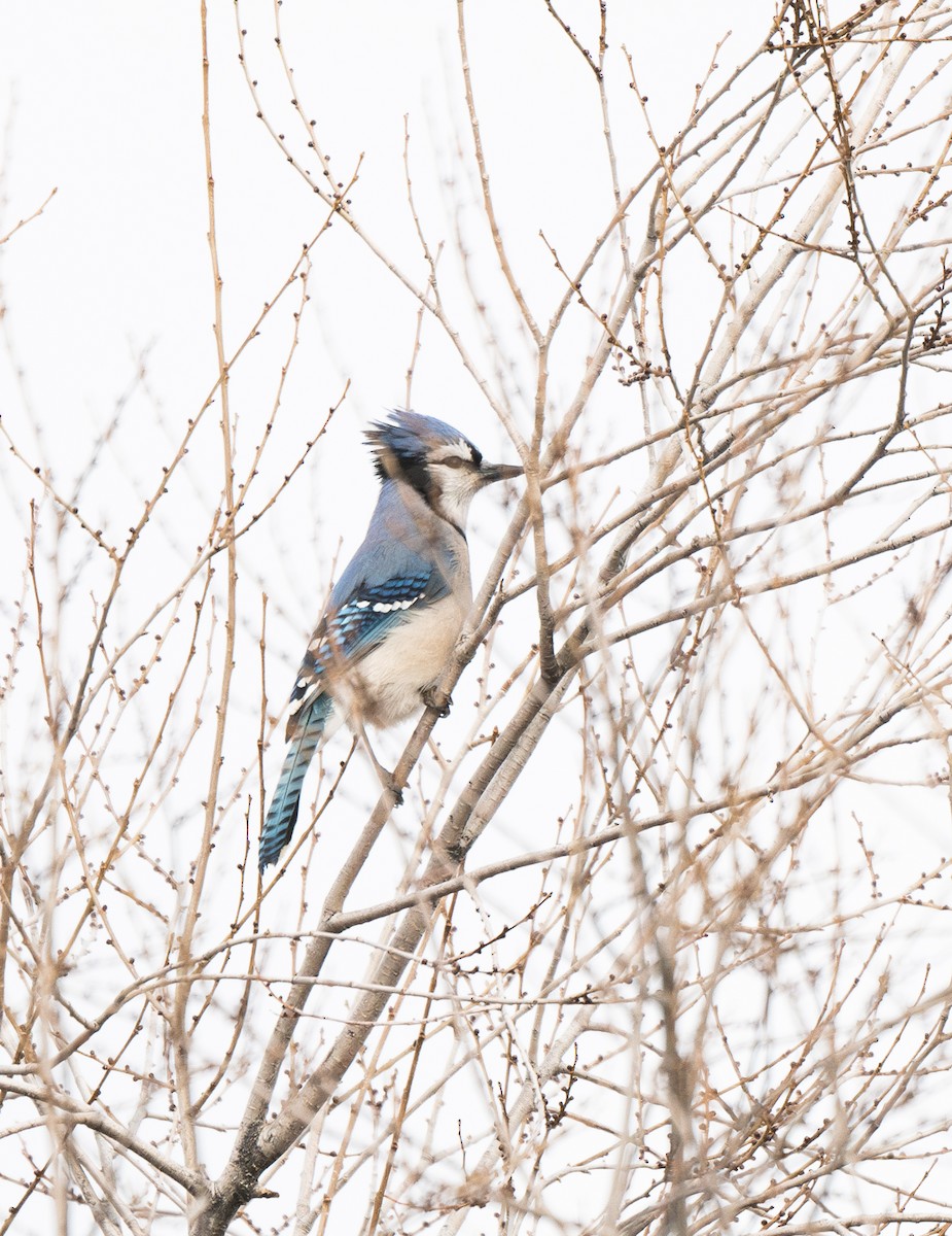 Blue Jay - ML628459378