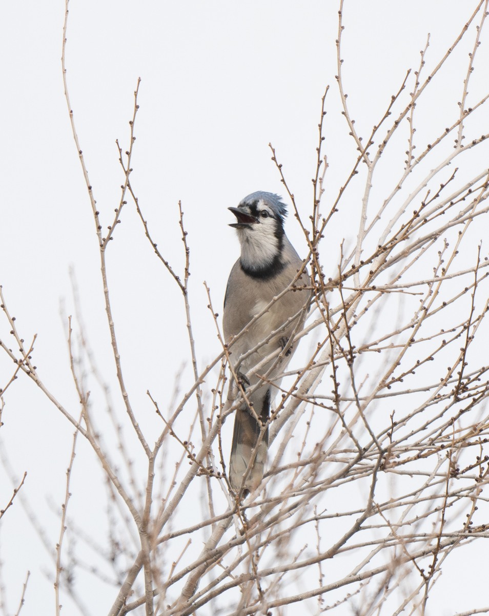 Blue Jay - ML628459384