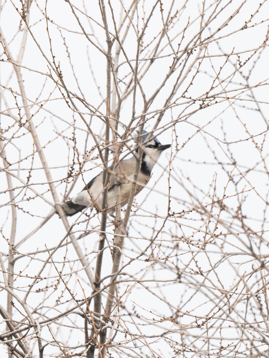 Blue Jay - ML628459387