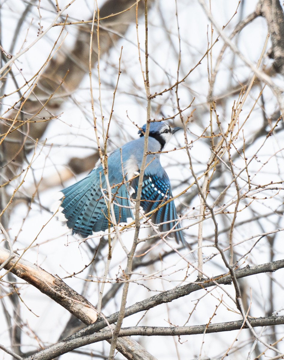 Blue Jay - ML628459393