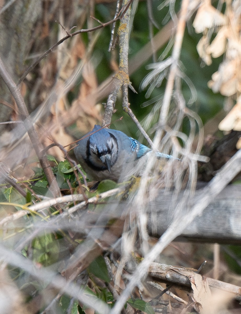 Blue Jay - ML628459396