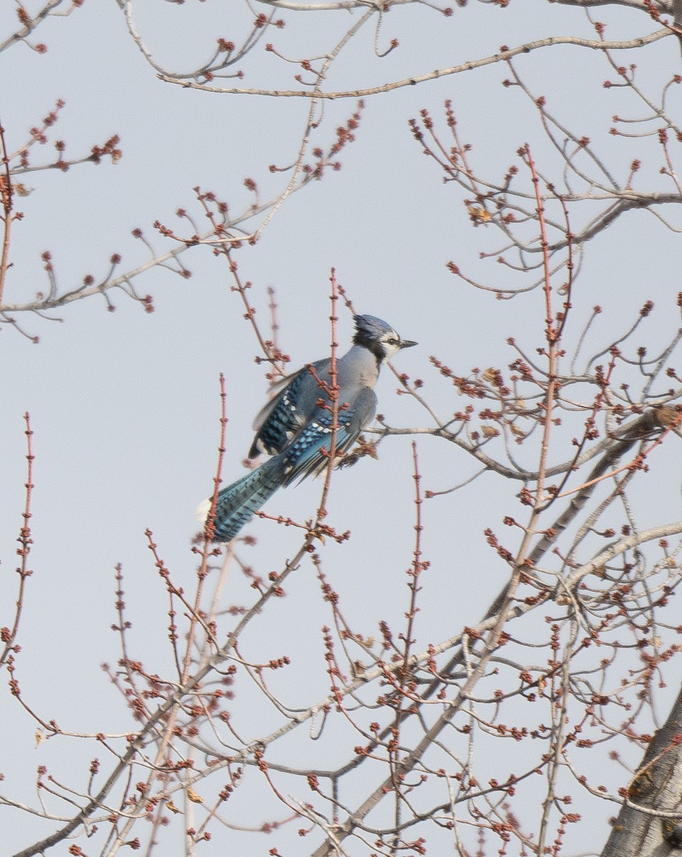 Blue Jay - ML628459403