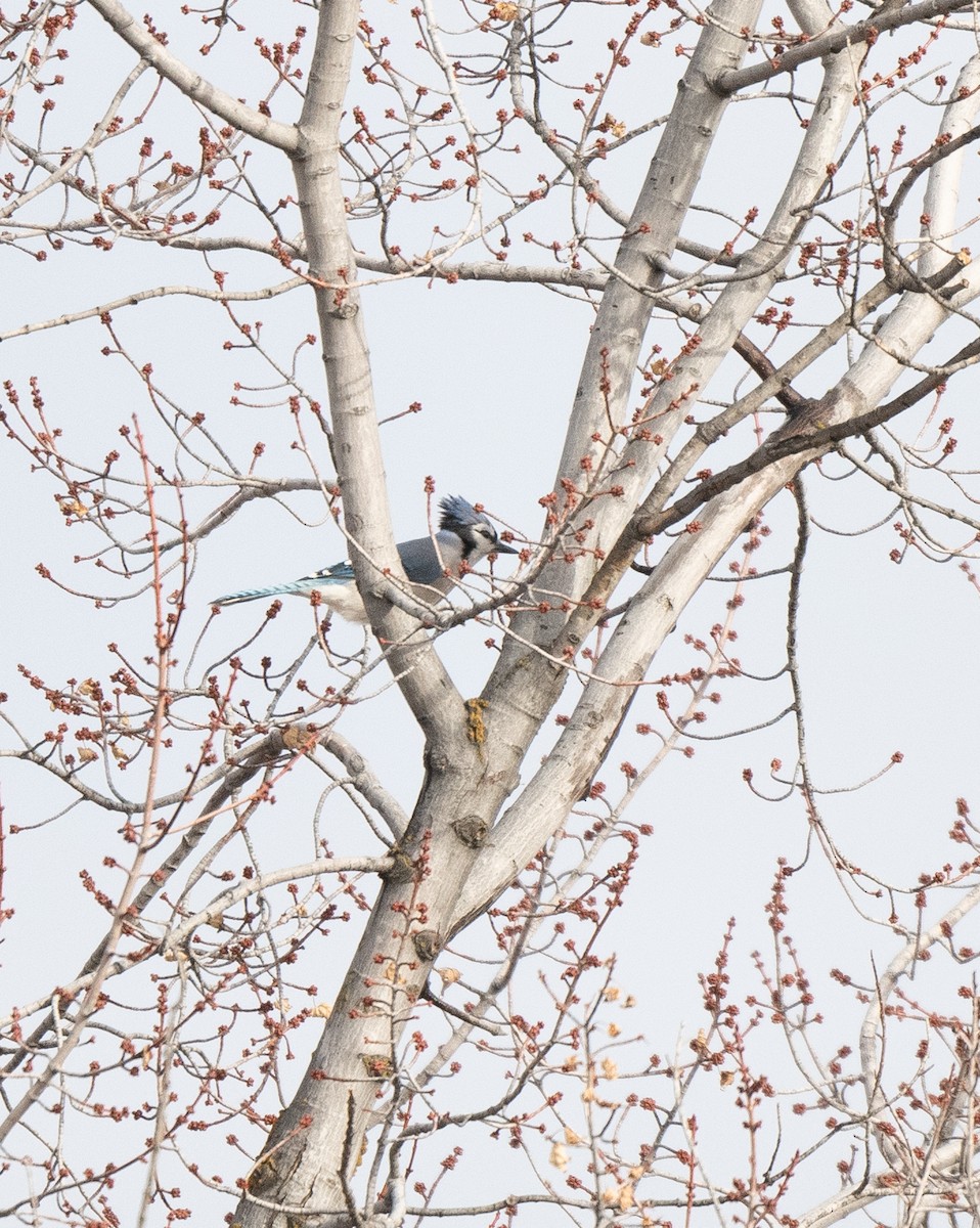 Blue Jay - ML628459405