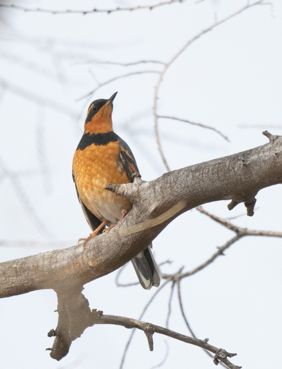 Varied Thrush - ML628459411