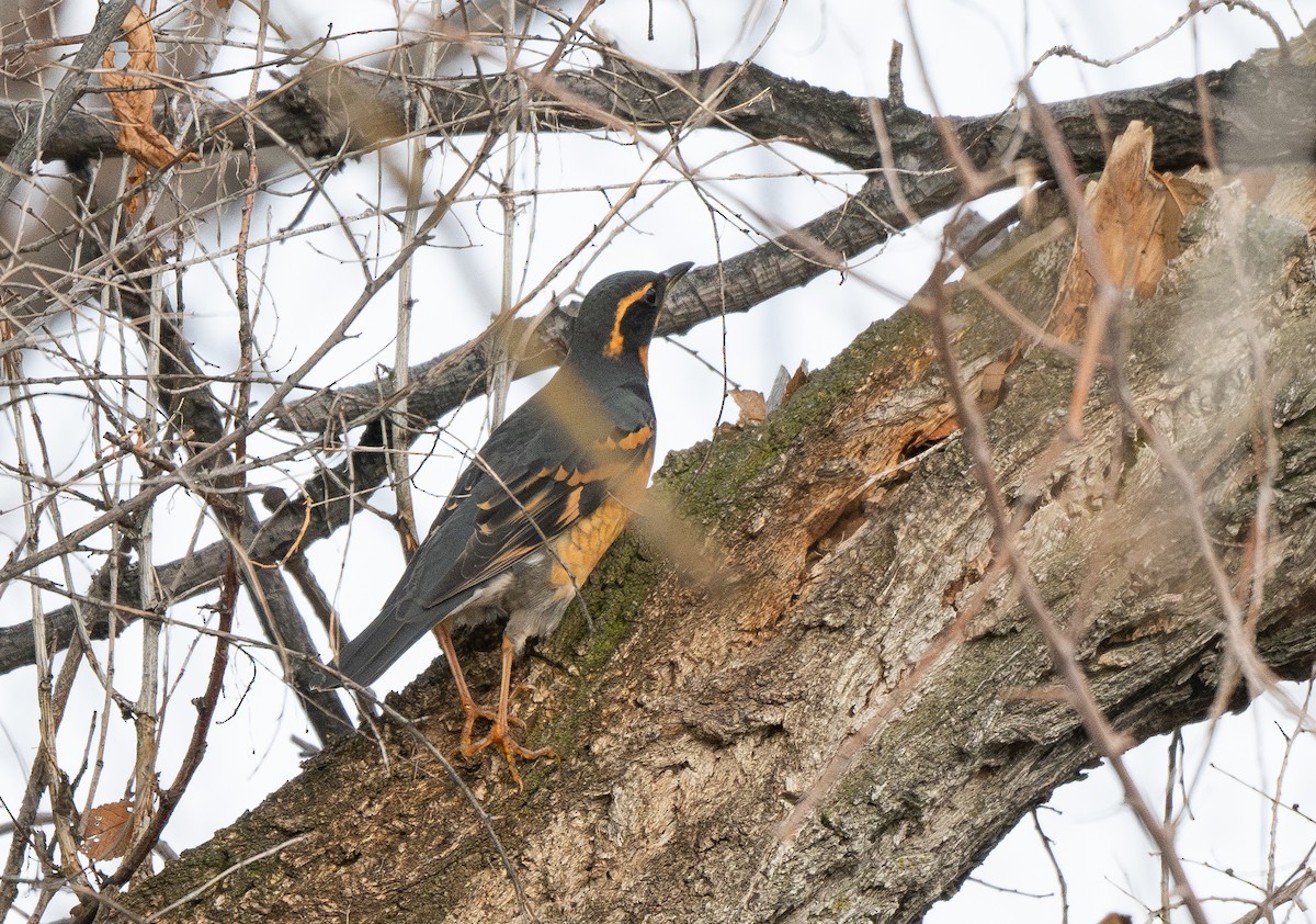 Varied Thrush - ML628459413