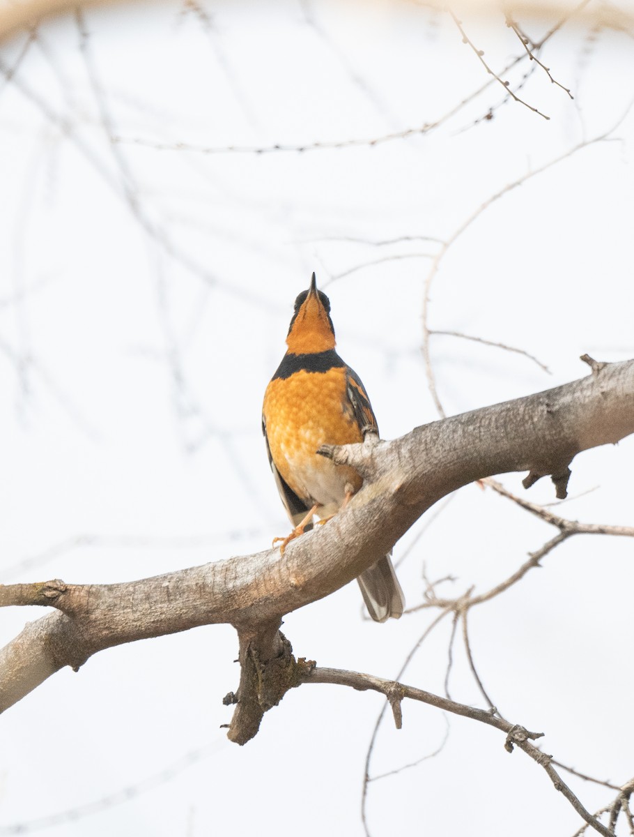 Varied Thrush - ML628459415