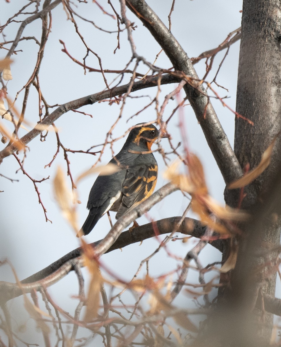 Varied Thrush - ML628459423