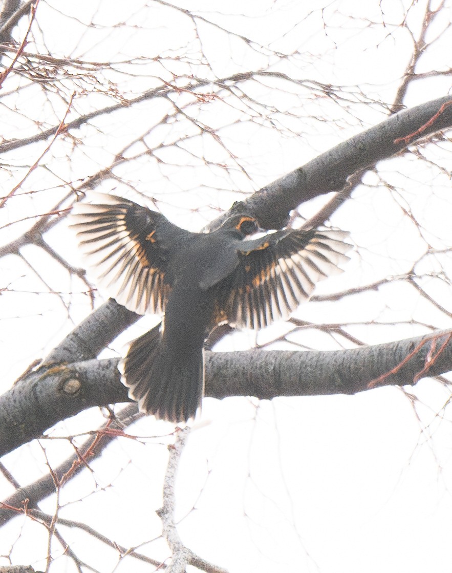 Varied Thrush - ML628459424
