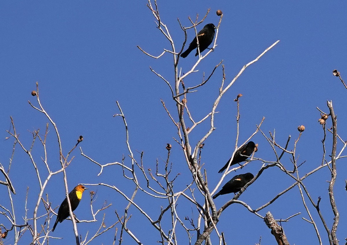 eBird Checklist - 2 Jan 2025 - Thatcher - Don & Bee's Yard - 5 species