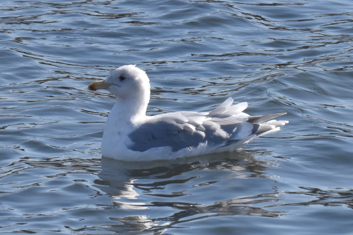 Glaucous-winged Gull - ML628459660