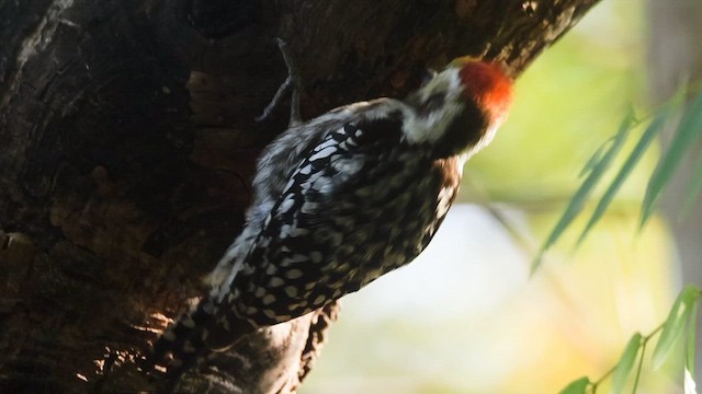Yellow-crowned Woodpecker - ML628459688