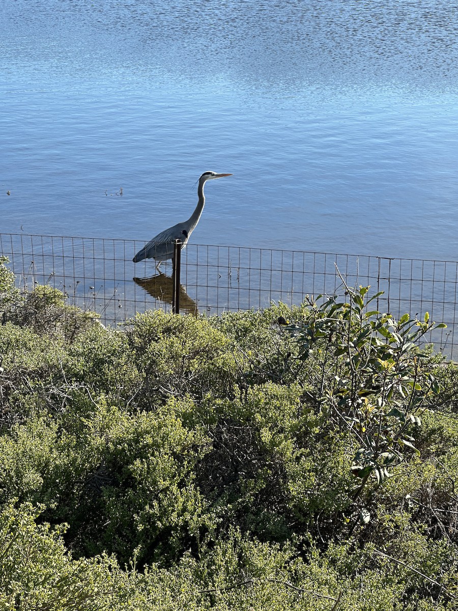 Great Blue Heron - ML628459691