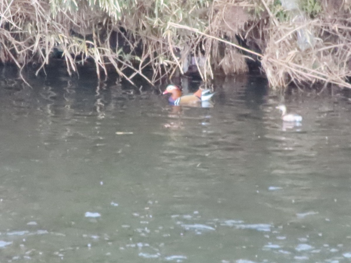 Мандаринка - ML628459821