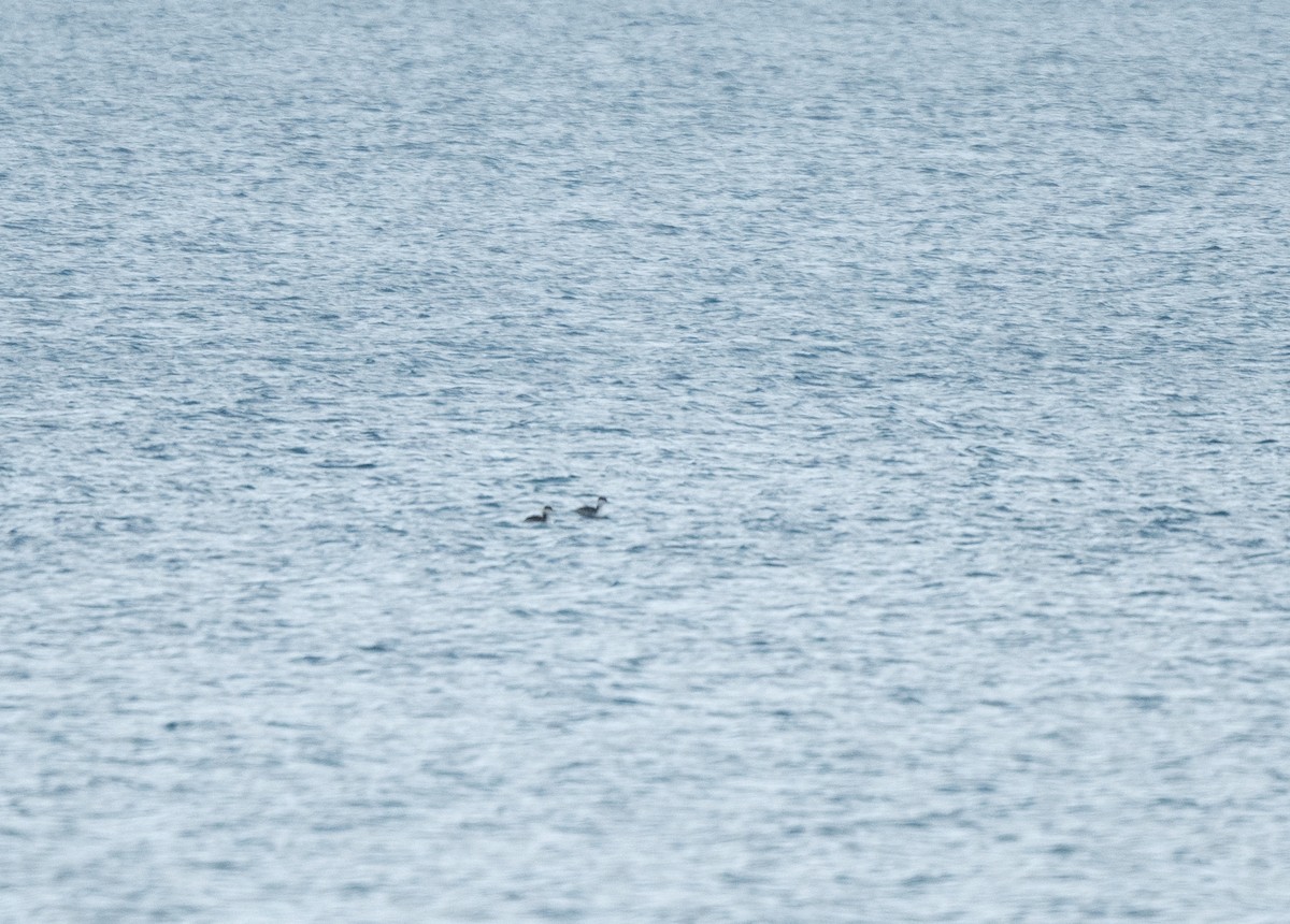Horned Grebe - ML628459855