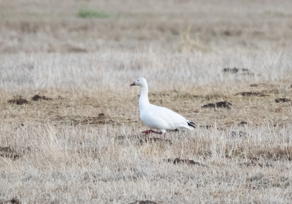 Snow Goose - ML628459862