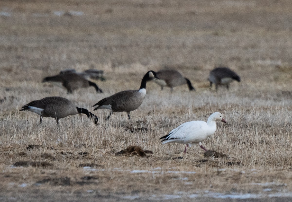 Snow Goose - ML628459865