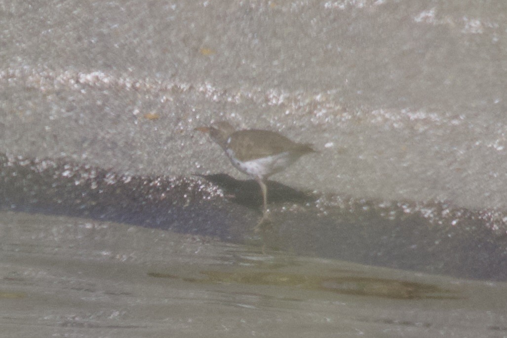 Spotted Sandpiper - ML628459875