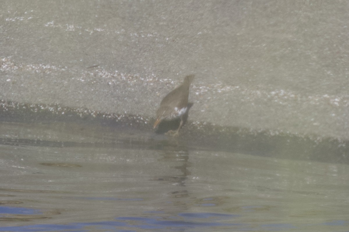 Spotted Sandpiper - ML628459876