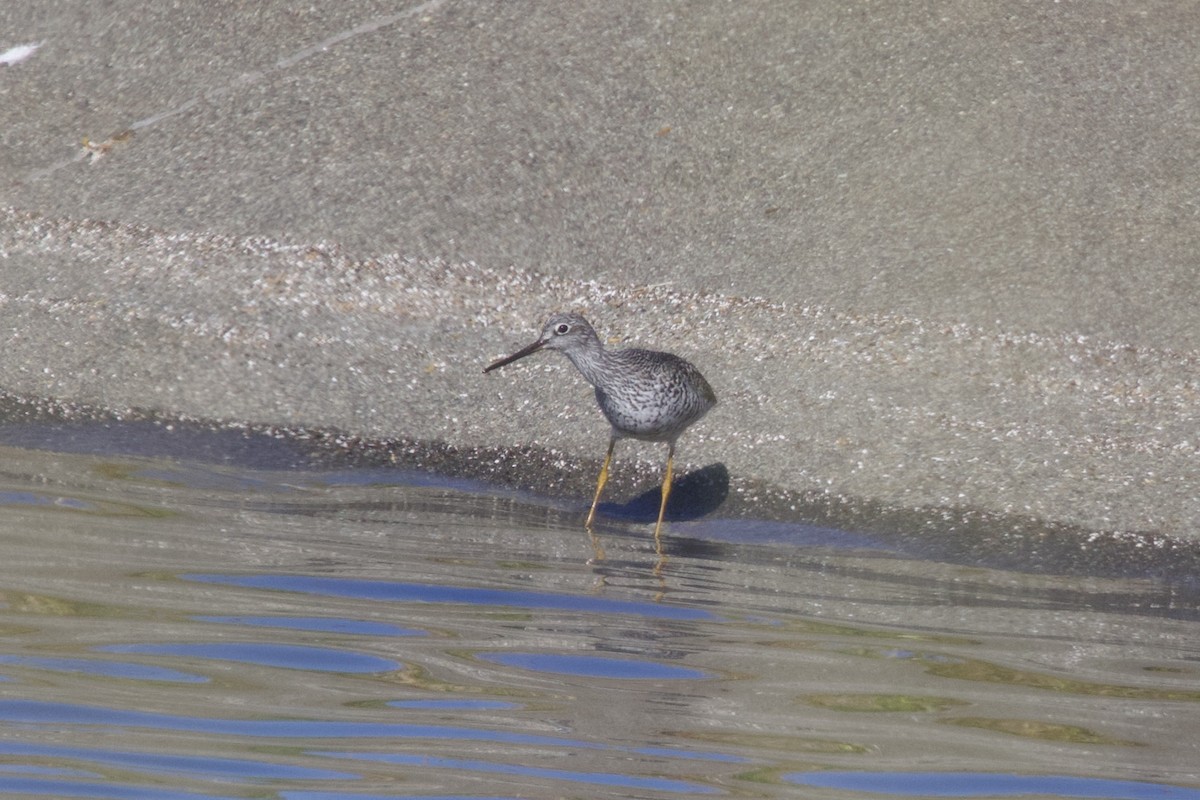 Greater Yellowlegs - ML628459879