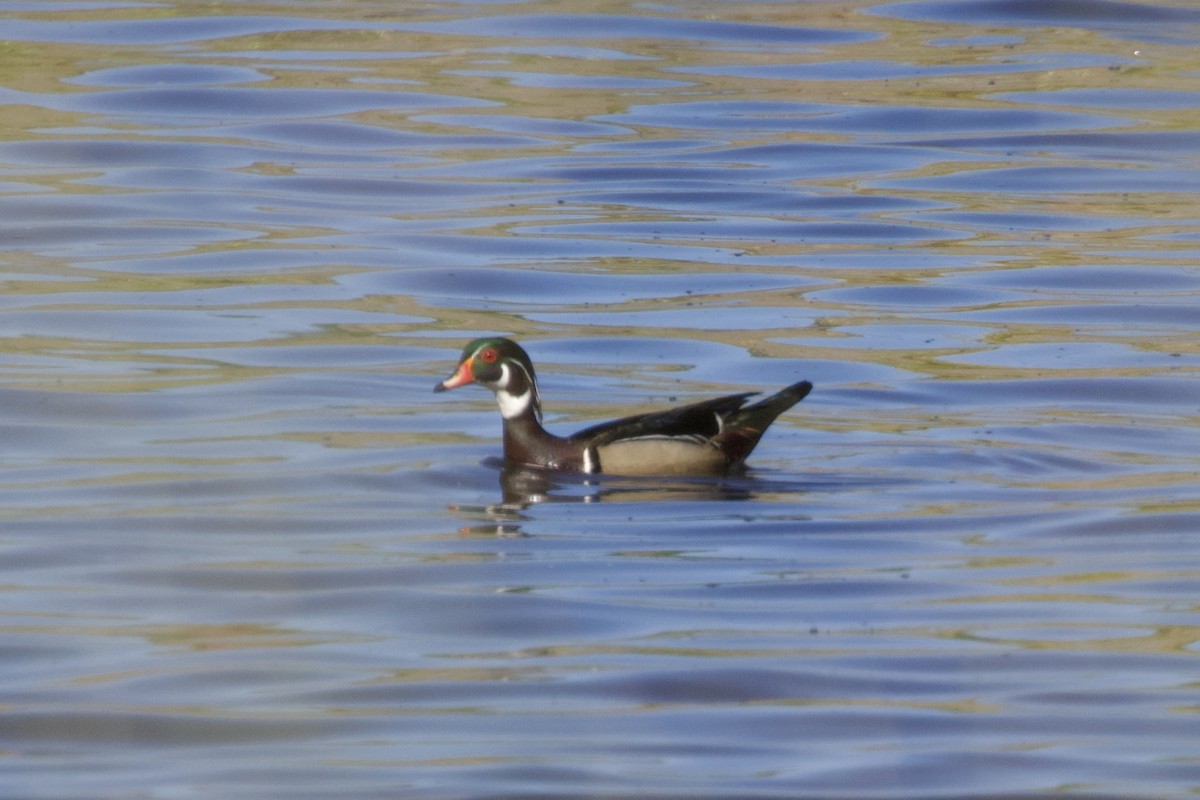 Wood Duck - ML628459880