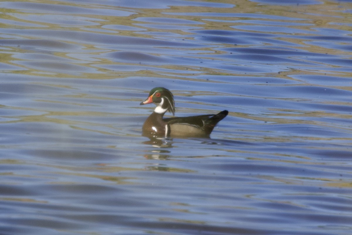 Wood Duck - ML628459881