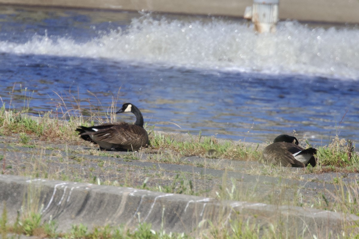 Canada Goose - ML628459888