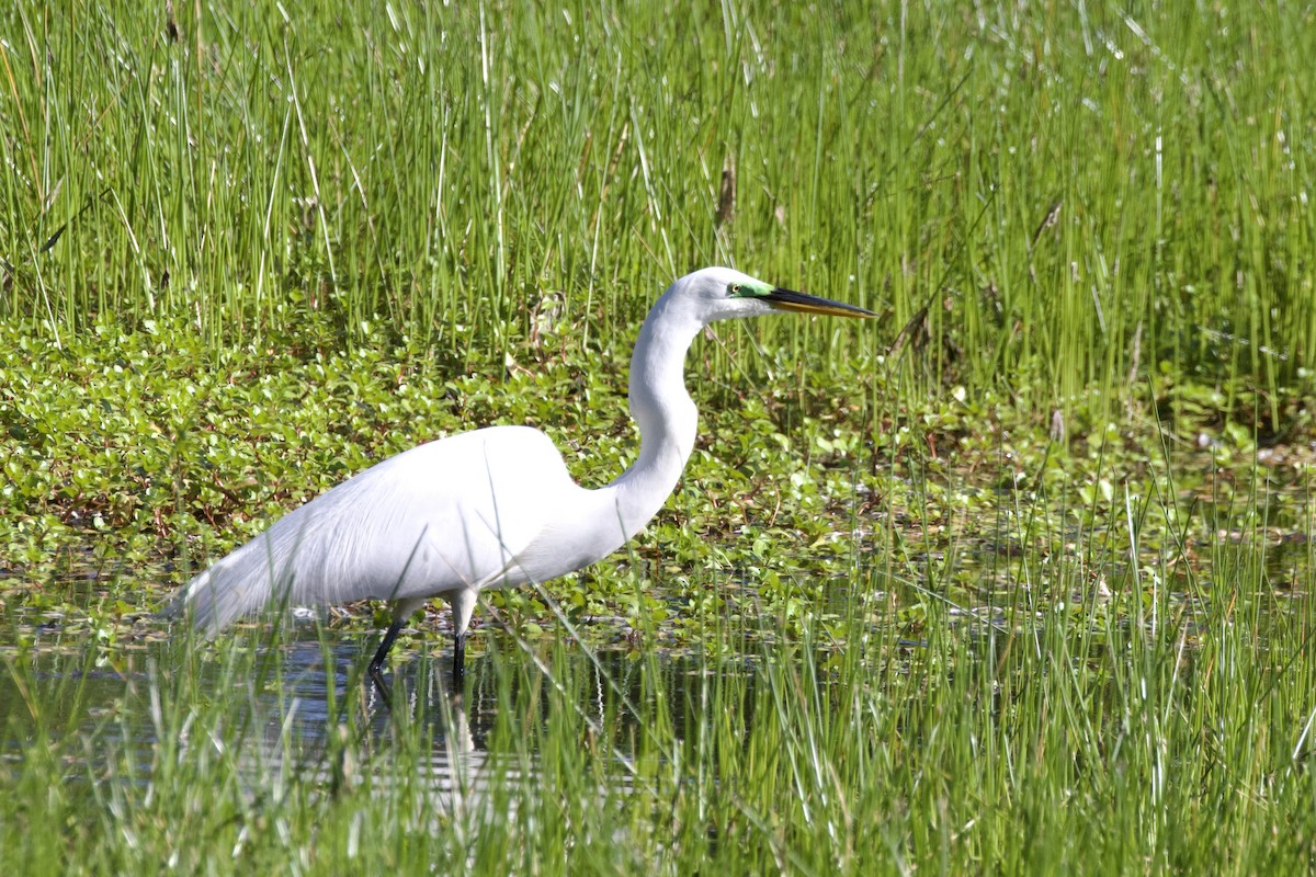 Great Egret - ML628459895