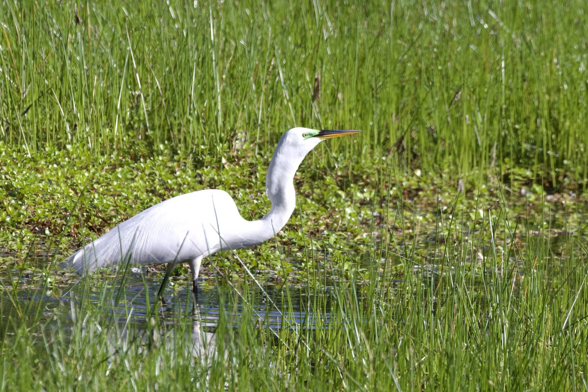 Great Egret - ML628459896