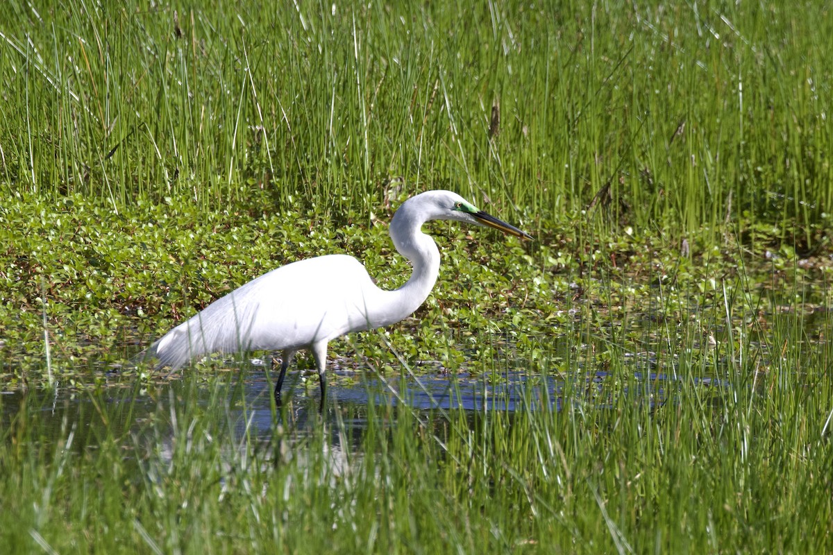 Great Egret - ML628459897