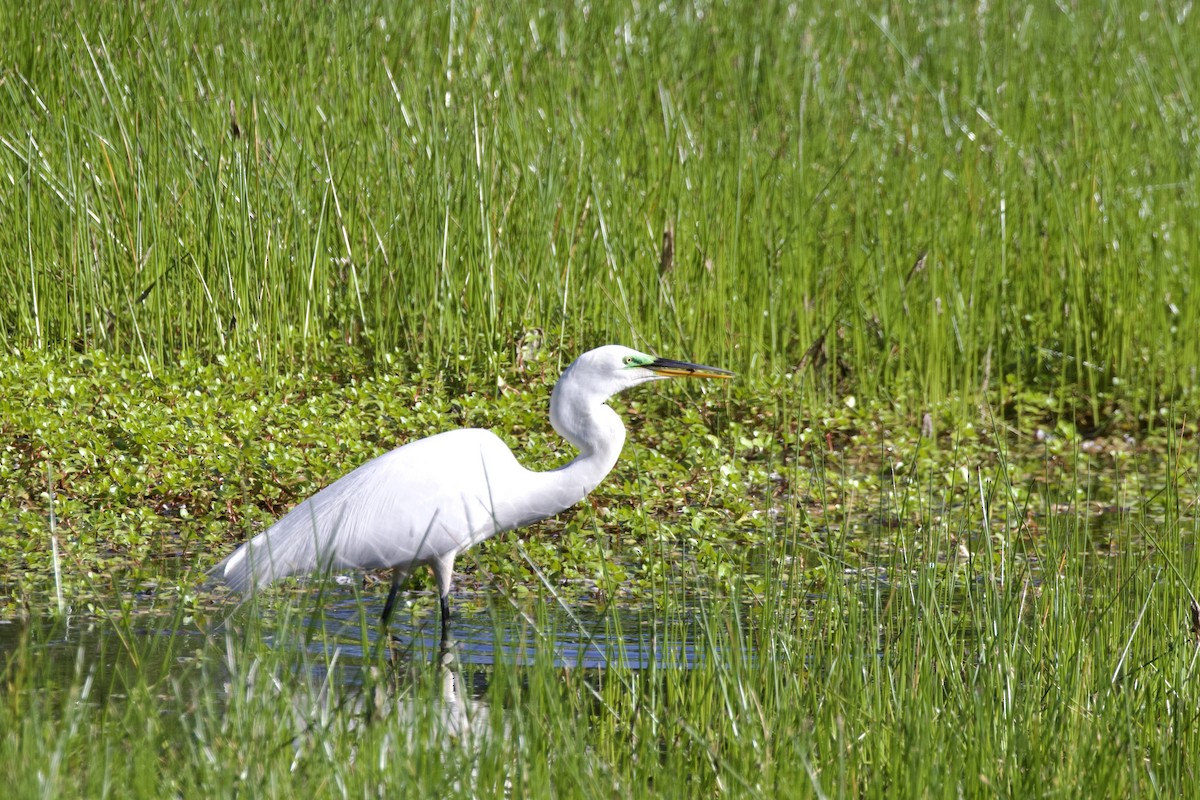 Great Egret - ML628459898