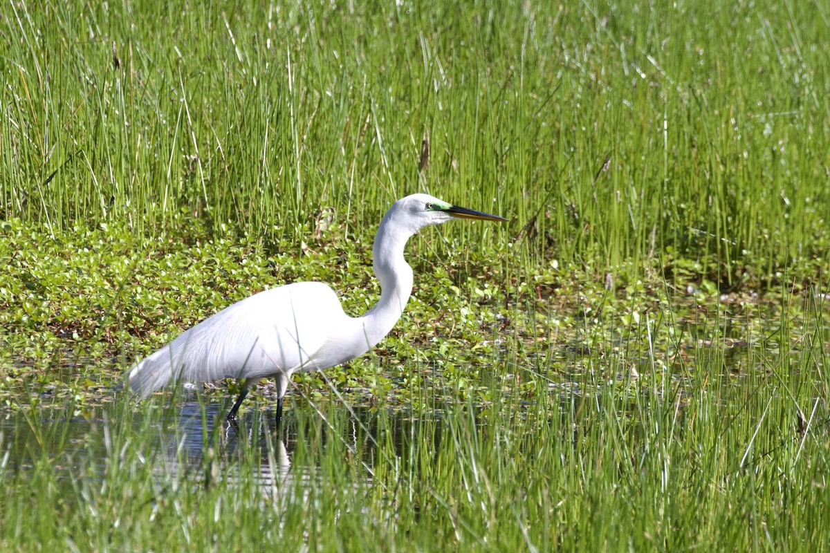 Great Egret - ML628459899