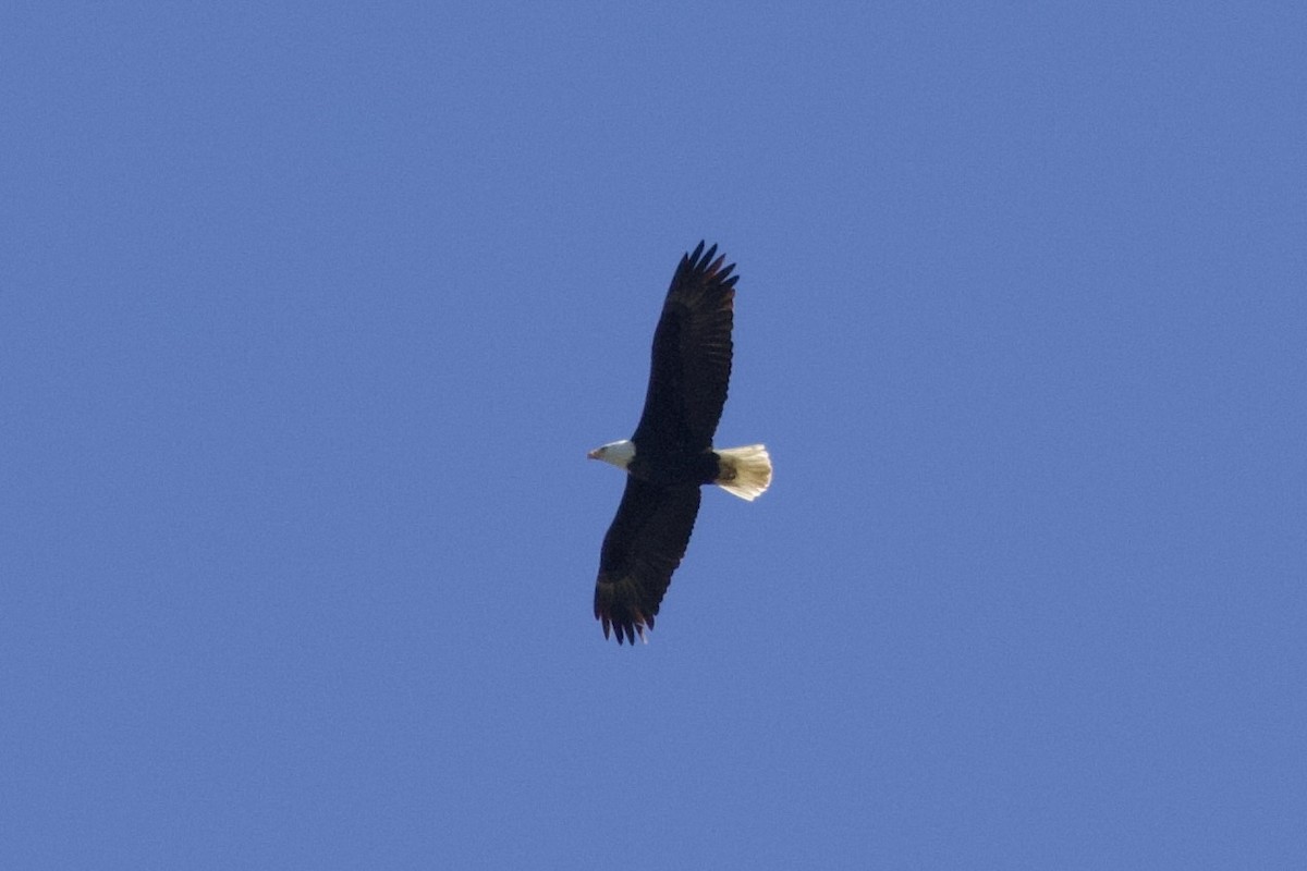 Bald Eagle - ML628459900