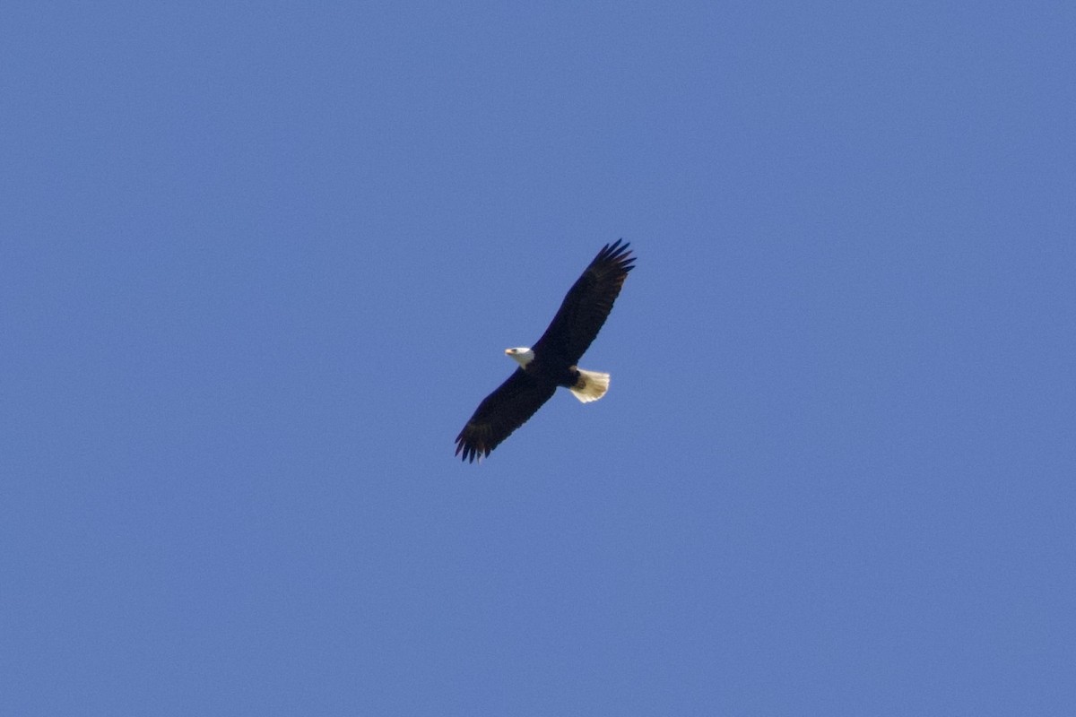 Bald Eagle - ML628459901