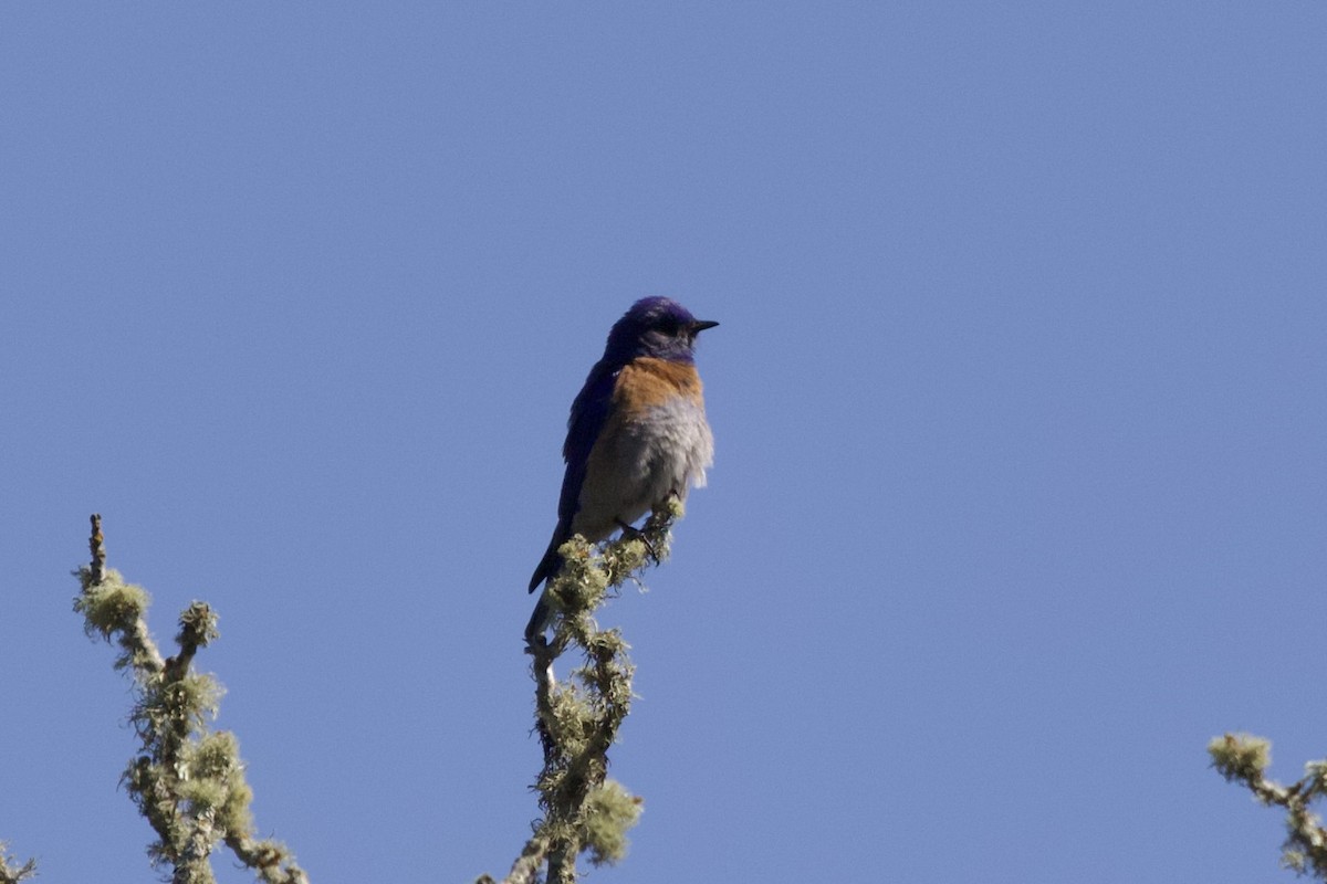 Western Bluebird - ML628459903