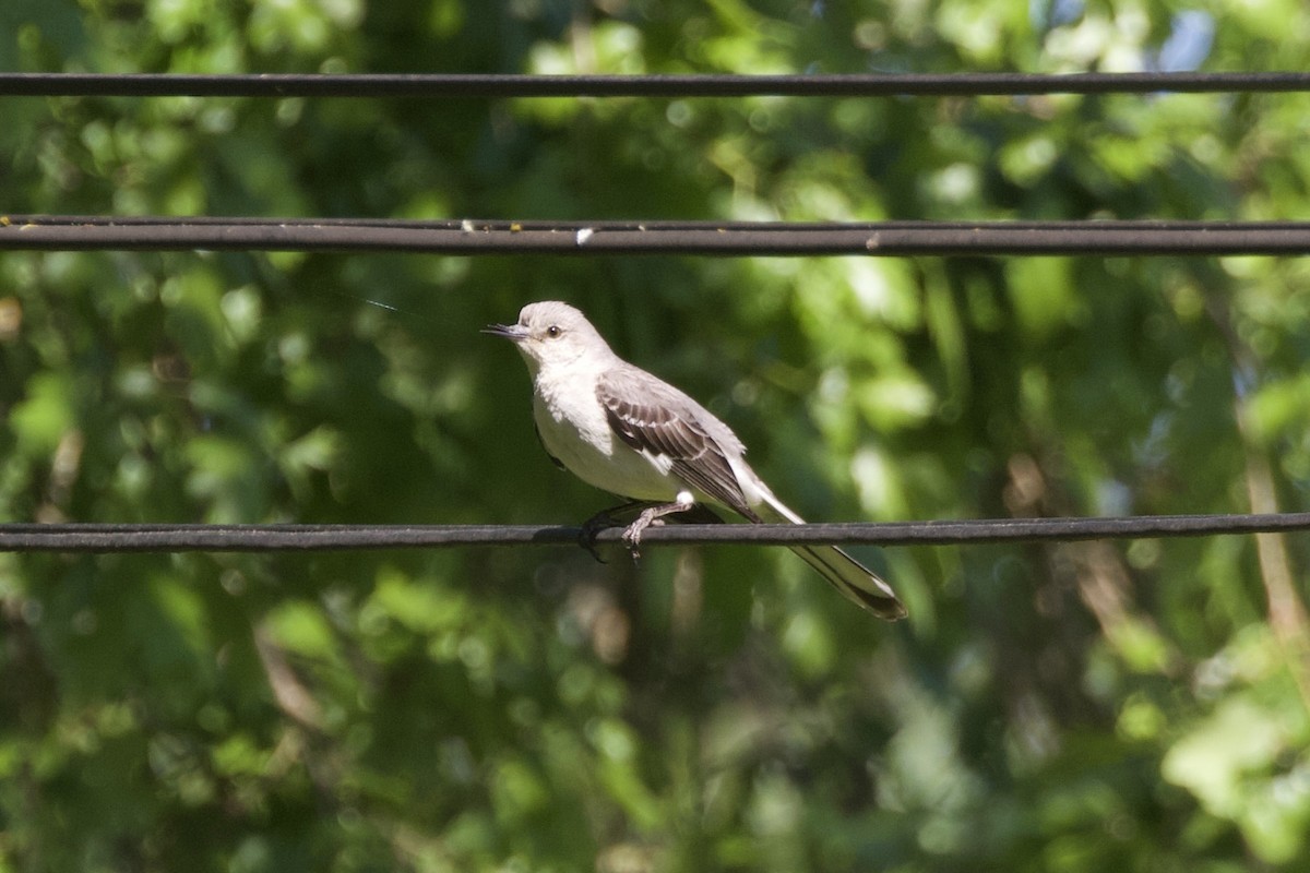 Northern Mockingbird - ML628459904