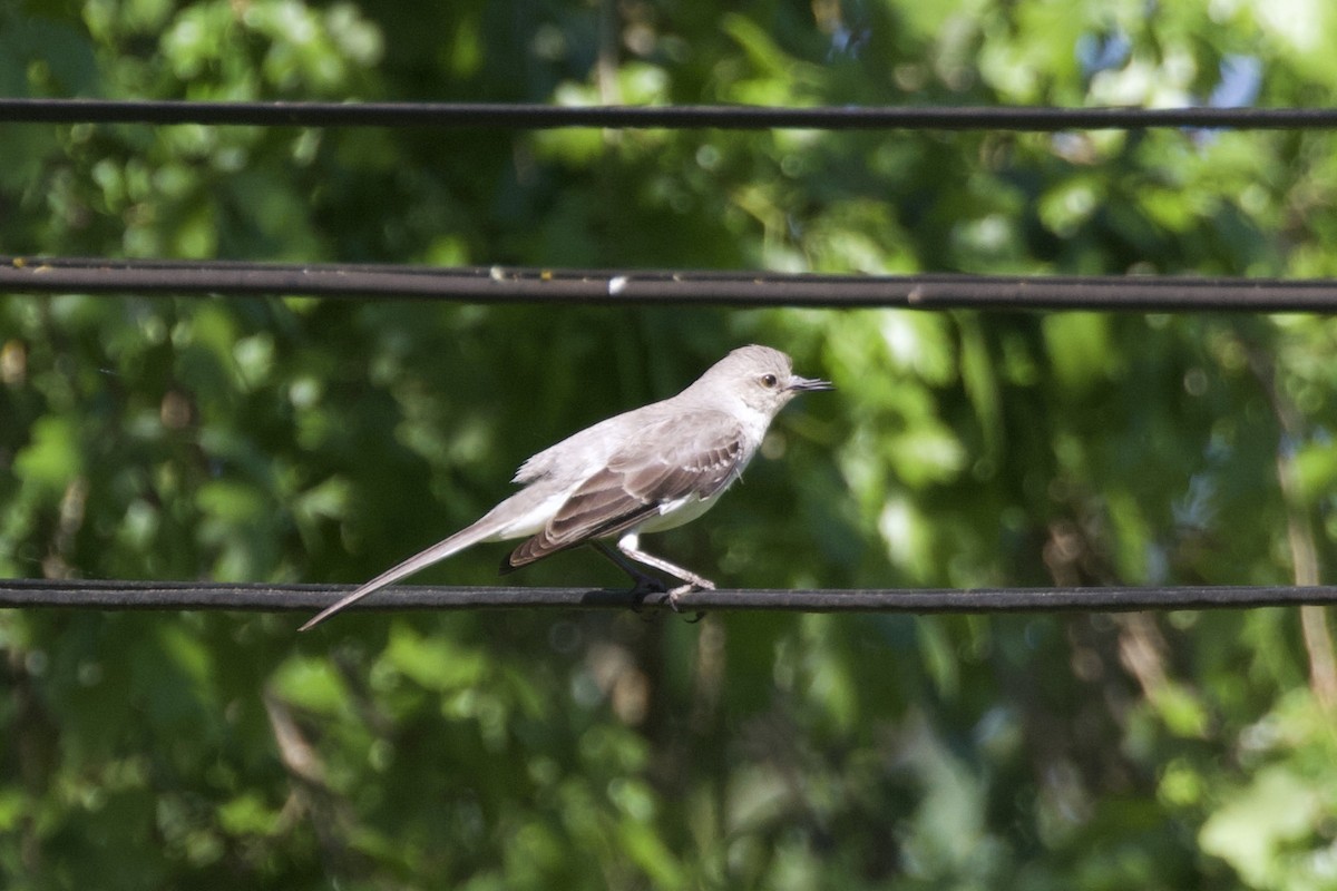 Northern Mockingbird - ML628459905