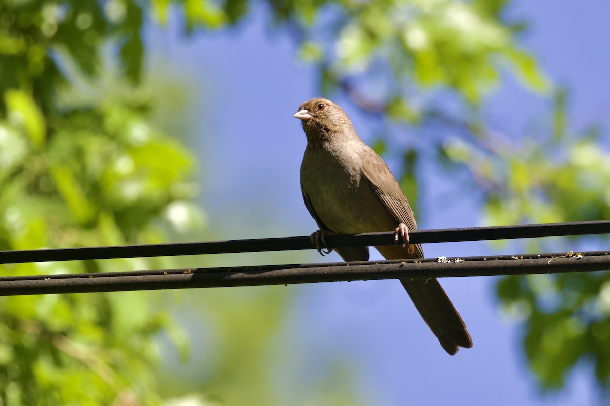 California Towhee - ML628459908