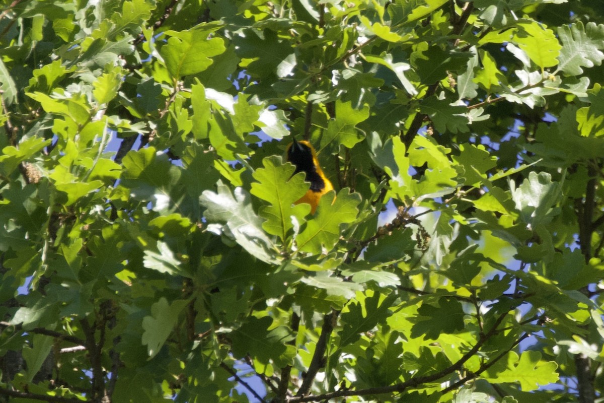 Hooded Oriole - ML628459910