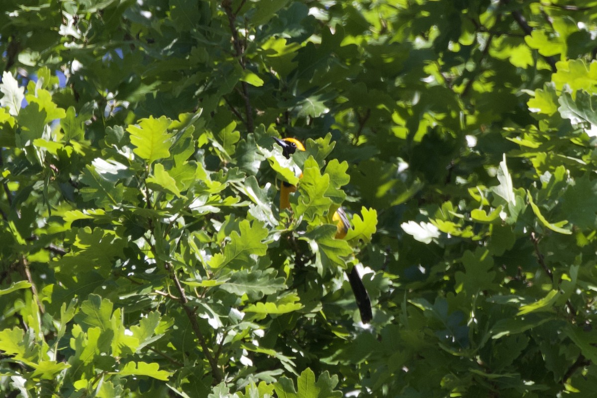 Hooded Oriole - ML628459911