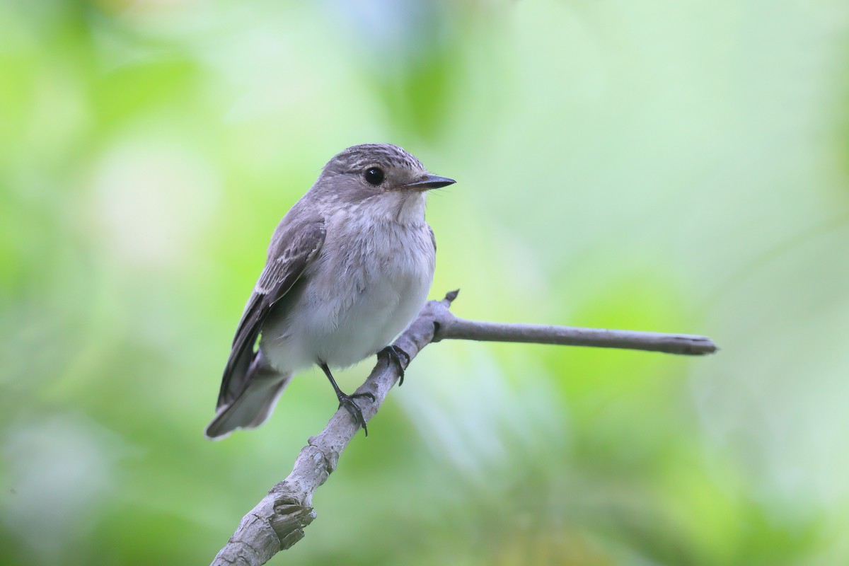 Spotted Flycatcher - ML628459922