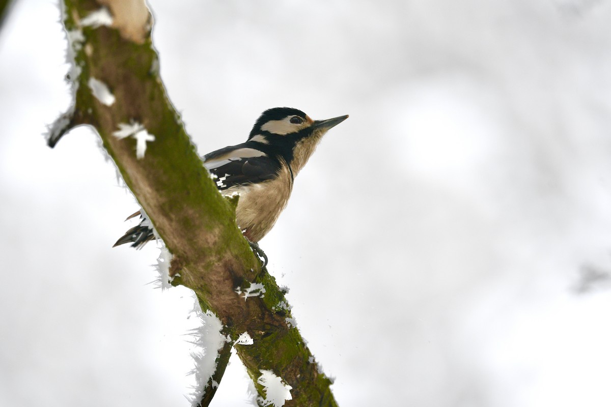 Great Spotted Woodpecker - ML628460050