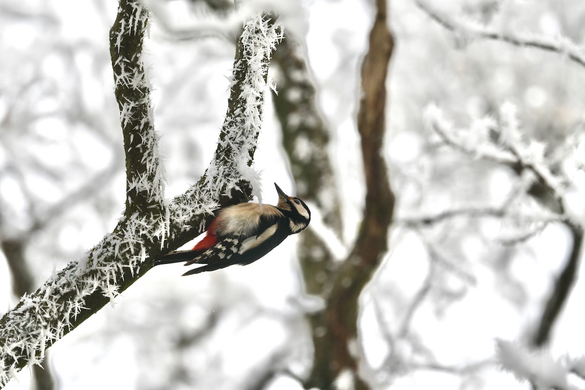 Great Spotted Woodpecker - ML628460051